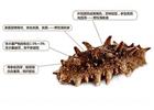 煙臺海參批發(fā)告訴你，這幾種海參要不得